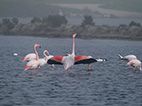 Les oiseaux de la lagune de la Ria Formosa à Fuseta