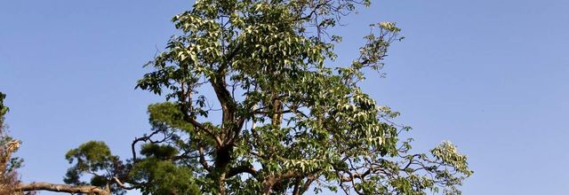 Blue sky and Green tree