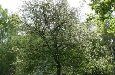 Arbres Acadabra : Bain de jouvence