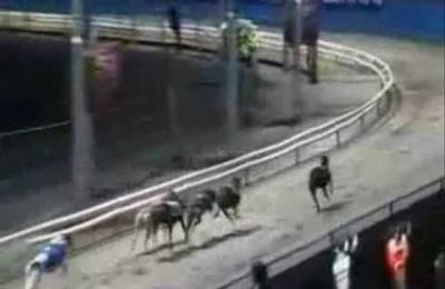 "Dying to entertain you", Greyhounds, l'hécatombe des courses...