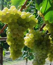 Champagne  Producers  Cramant  Region  – Marne  Dept  France