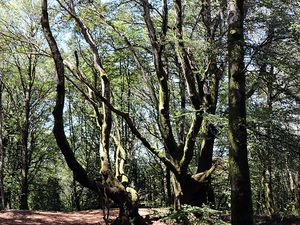 Structure des arbres