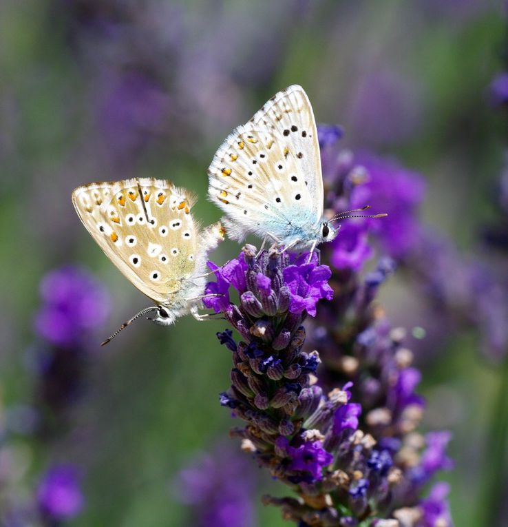 Album - Macro-Papillons