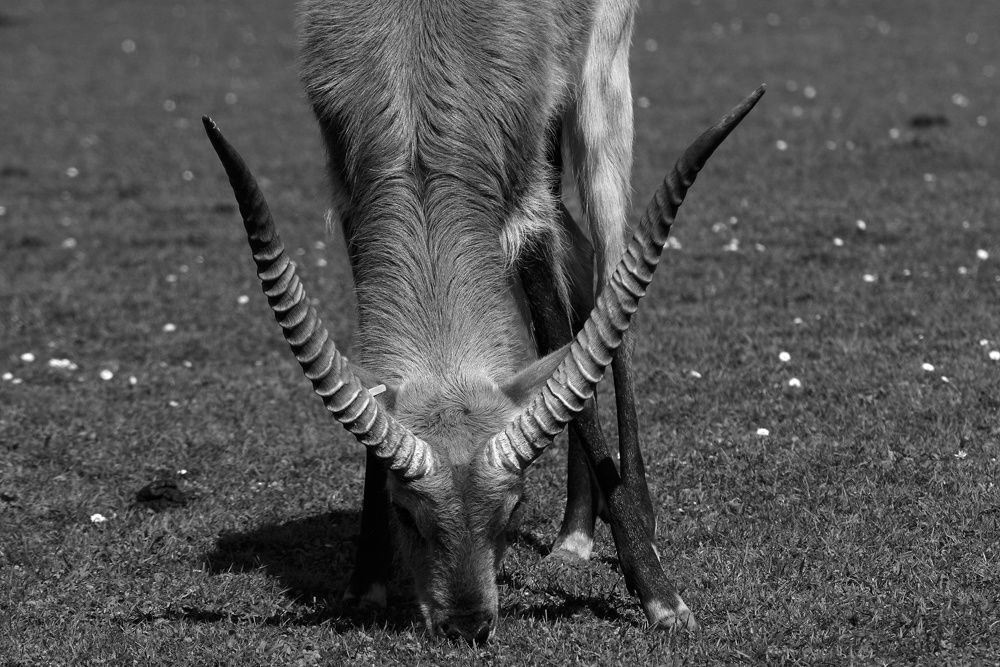 Animaux Sauvages Planète Sauvage - Photos Noir et Blanc de Thierry Weber - Photographe La Baule Guérande