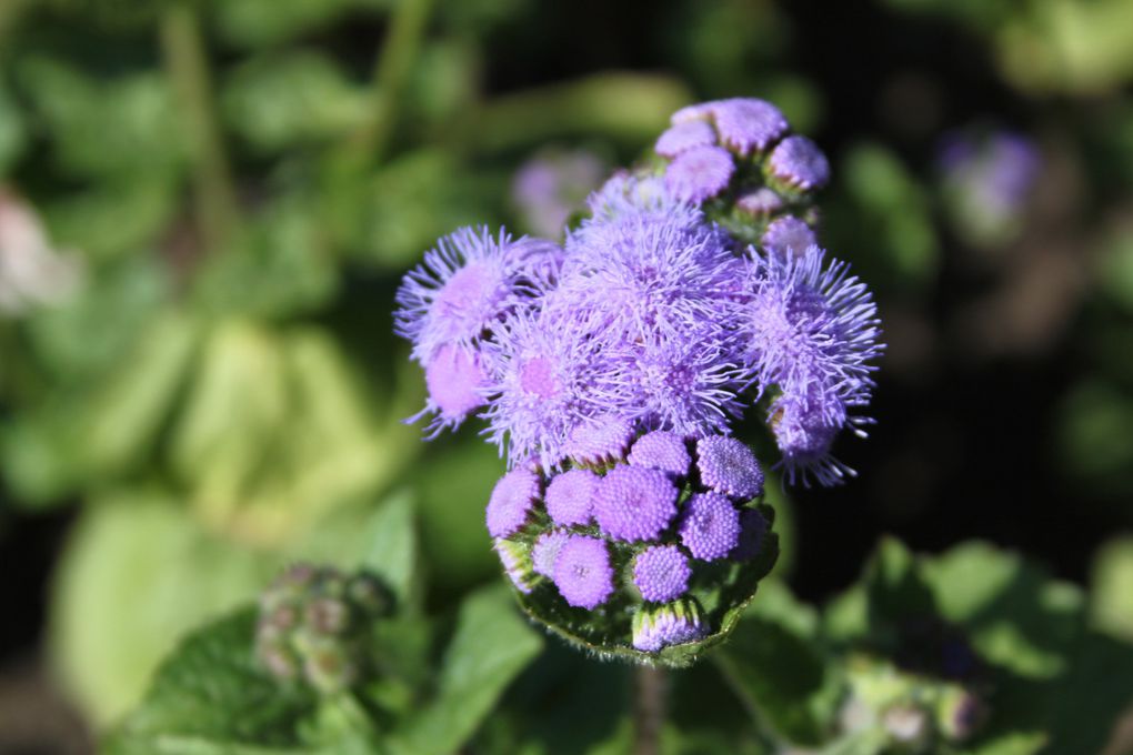 Album - Jardin-Metis