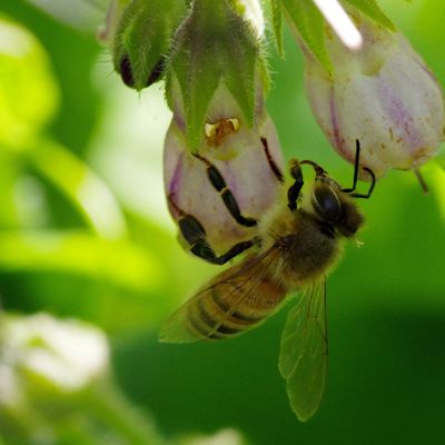 Nectar printanier