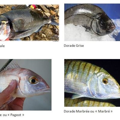 P?CHE A LA DORADE DANS LES ETANGS 