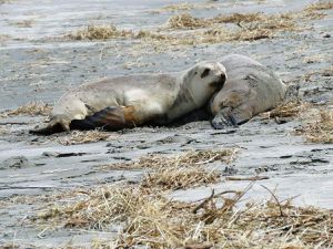 Otago Peninsula : Lion Seal