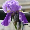 Iris Pallida Argentea Variegata sous la pluie