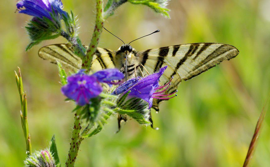 Album - Macro-Papillons