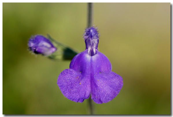 Album - photos-de-fleurs