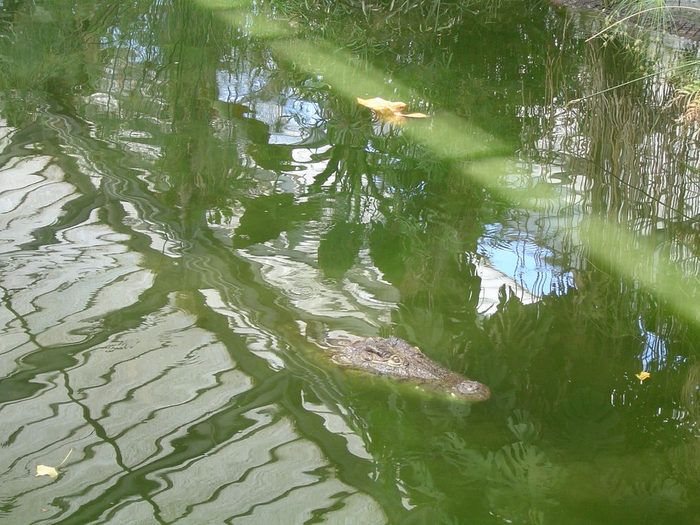 Un site unique en Europe situé à Pierrelatte dans la Drôme. 
Elevage et réintégration des crocodiles dans leur site naturel.