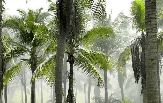 Voyages à La Réunion 2016