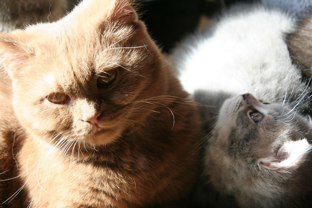 British Shorthair Cinammon Femelle