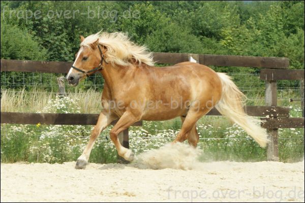 Hier gibt es Bilder von unserem Haflinger Rico.