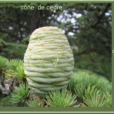 la beaute des petites choses 