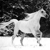 cheval des neige