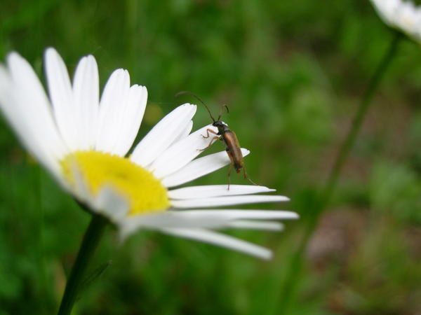 Album - Fleurs...