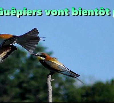GUEPIER D'EUROPE, DONT CHANT, VIDEOS