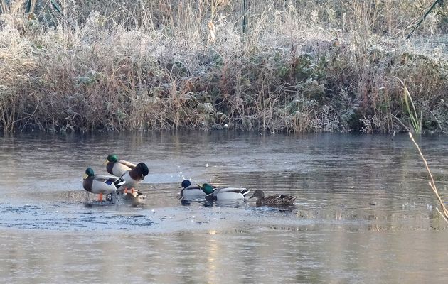 LA BELLE VIE DE CANARD 