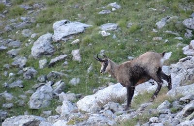 Chamois de Septembre