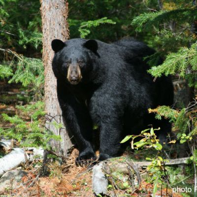 L'ours noir