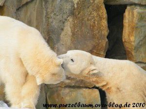 Knut und Gianna am 9. Februar 2010