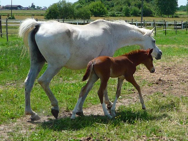 Jument pur sang arabe pure espagnole. Par Navarro III et Gual Dogan