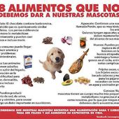 (ASBAAL) - Asociación para el Bienestar de los Animales: RUSBEL - Cachorrito Macho - PODENQUITO - 4 meses - Tamaño Pequeño a Medianito