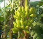 #Banana Cream Producers Australia Vineyards