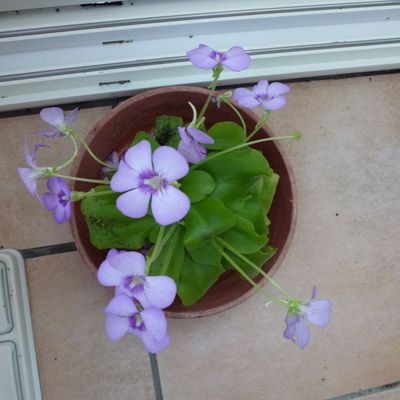 PINGUICULA WESER!!!! floraison !! division !!!