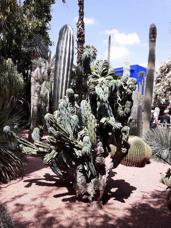 Le jardin de Majorelle racheté par Yves Saint Laurent - Marrakech