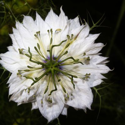 Fleurs de Nigelle de Damas en gros plan