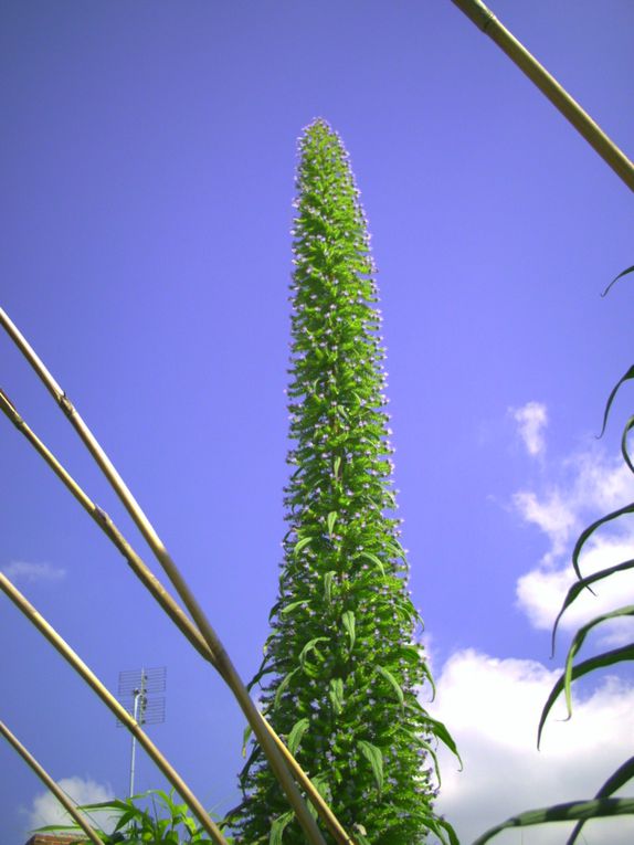 Album - de plein pied  floraison d'echium pininana