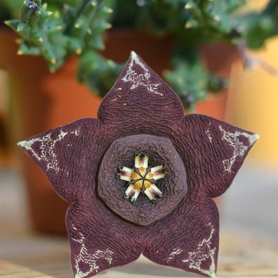 Une réelle beauté ...