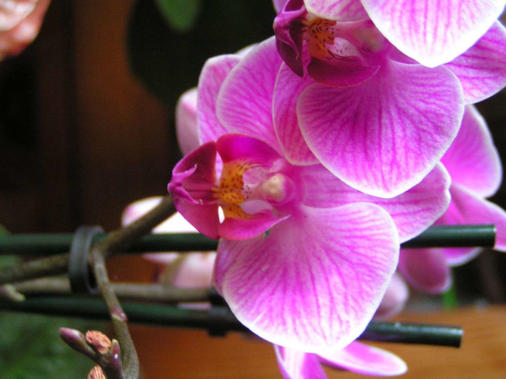 Une nouvelle orchidée...