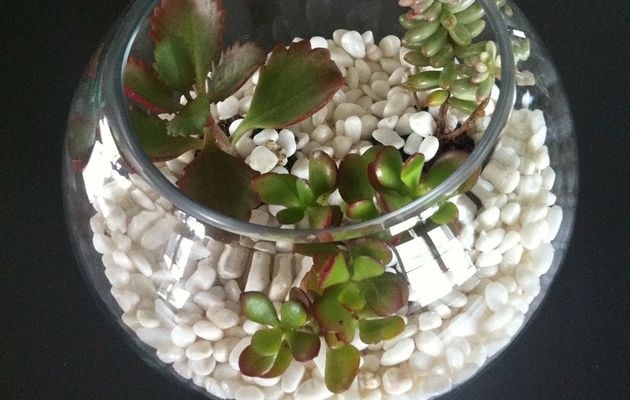 Terrarium pour plantes grasses - DIY