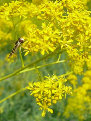 Album - Flore et Faune