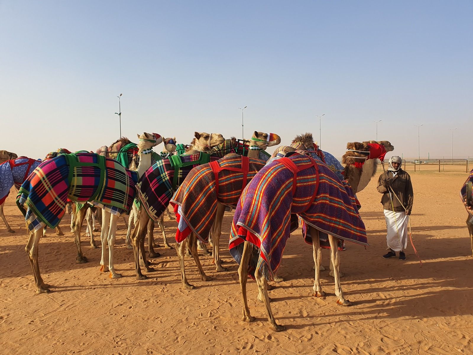 2° salon international des dromadaires et des camelidés de janvry  septembre 2022/2nd international exhibition of dromedaries and camelids in janvry september 2022