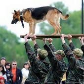 DES VAILLANTS SOLDATS !