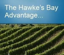 The vines in the Hawke’s Bay Region