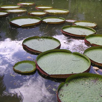 ¿Qué cuidados necesitan las plantas de acuario?