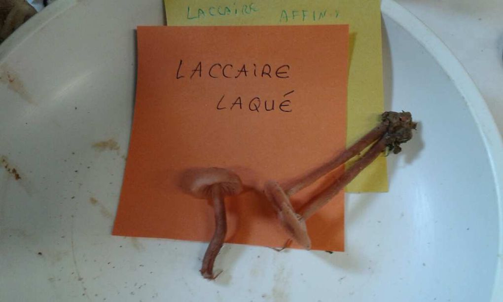 Laccaires