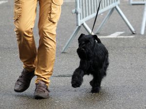 Août 2015 : Expo canine de Château-Gontier