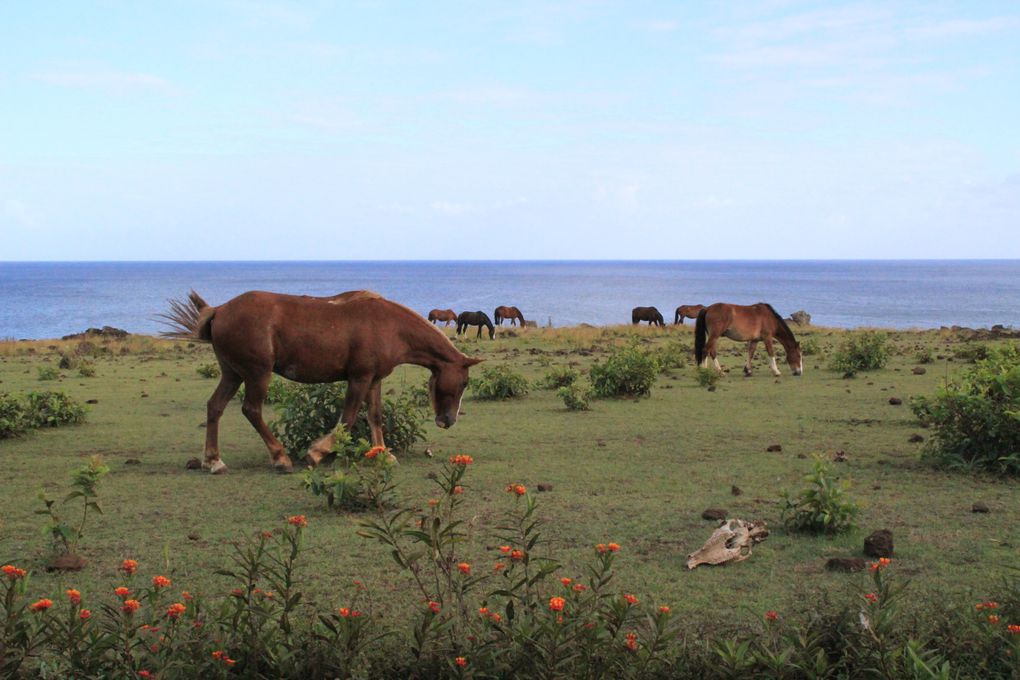 Album - 3.3/ Chili - Ile de Paques