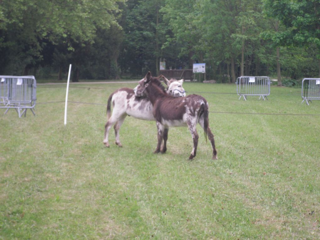 Album - La-liaison-verte-cote-Yerres