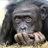 Why Haven't All Primates Evolved into Humans?
