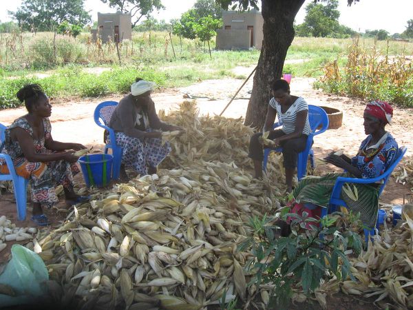 Récolte de la production de maïs blanc du champ pédagogique projet Wurodinisso