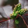 Mahonia