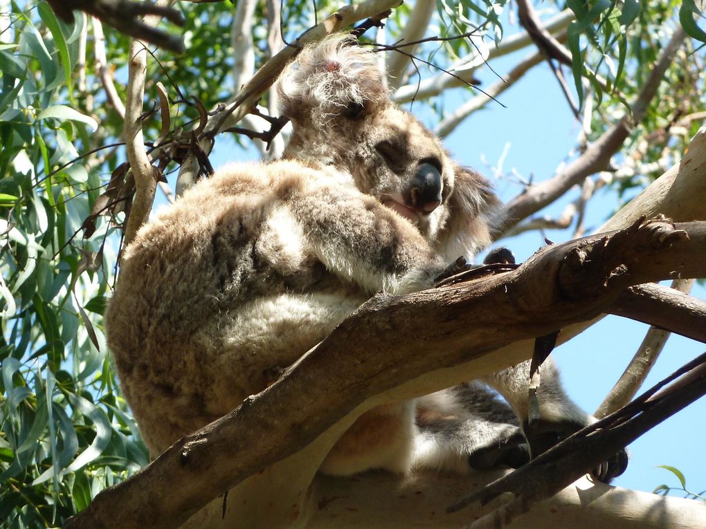 Album - Great-Ocean-Road-et-les-koalas